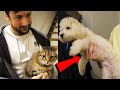 BATURAYIN KÖPEĞİYLE KEDİMİ TANIŞTIRDIM !! Vlog #1@Baturay Anar @Mert Eren