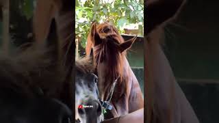 Ar Stable Breeding #horse #cute #anime #art #animals #trending #edit #nature #family #funny