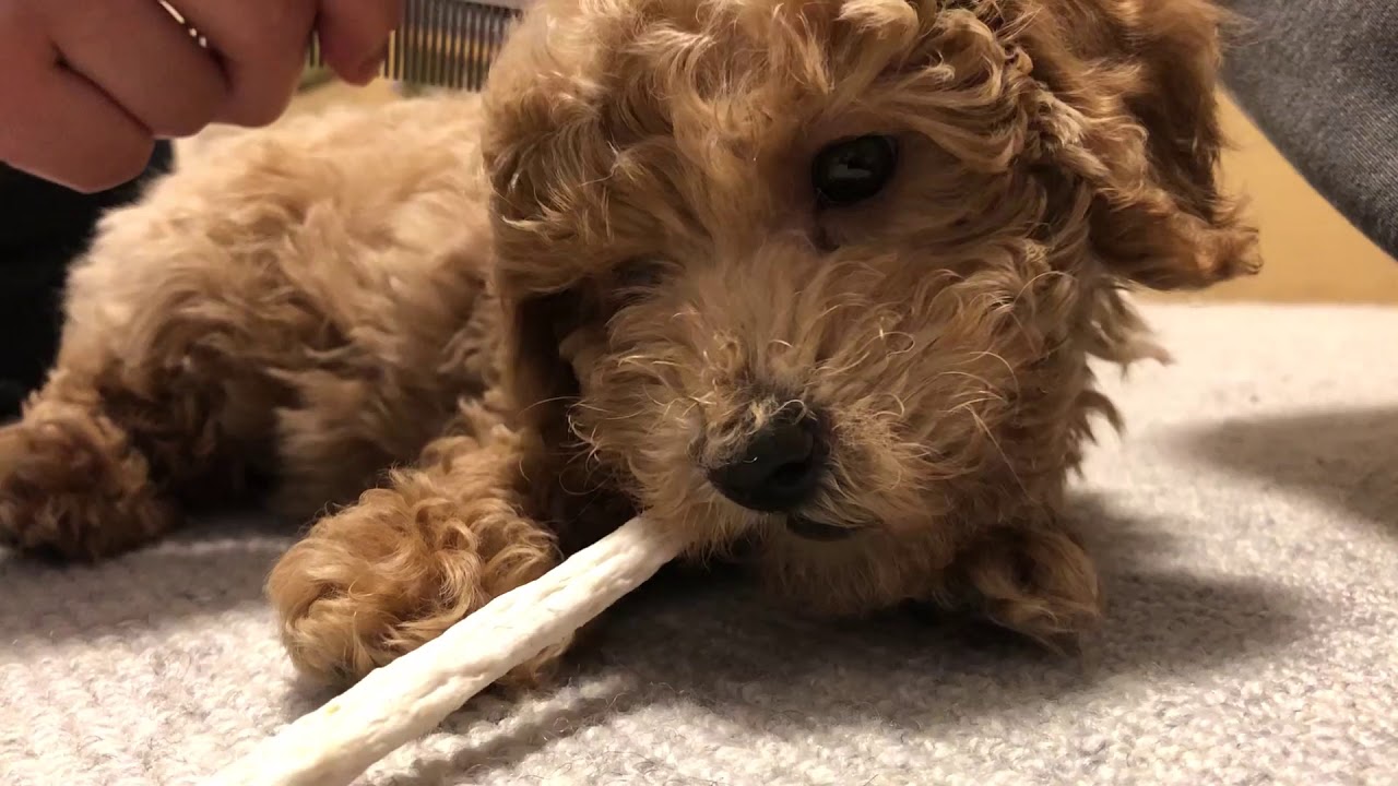 犬 が ガム を 食べ た