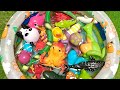 Swim & Discover Ocean Animal Toy Little Ocean Explorers: Names, Facts & Play
