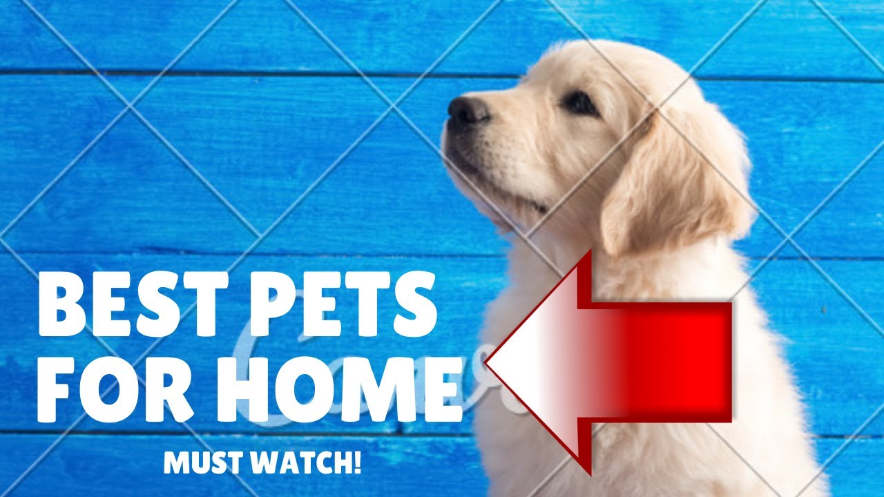 TOP 5 BEST PETS FOR HOME AND KIDS (MUST WATCH) YouTube