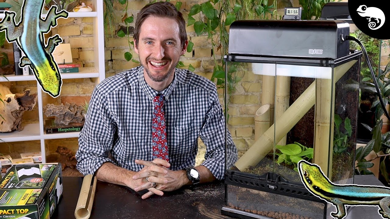 Day Gecko Enclosure Step By Step With Links YouTube