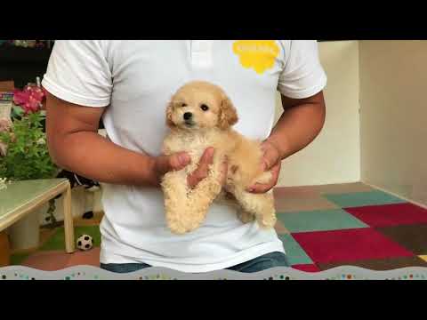 事故防止 トイプードルの子犬の正しい抱っこの方法 Youtube