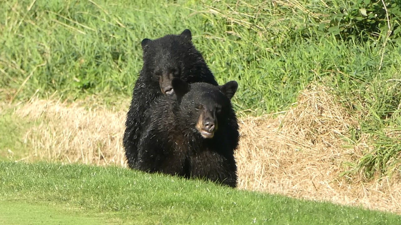 Bears Best Golf Club