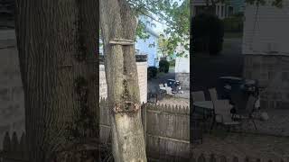 demo - moving to the name ymiear for future releases