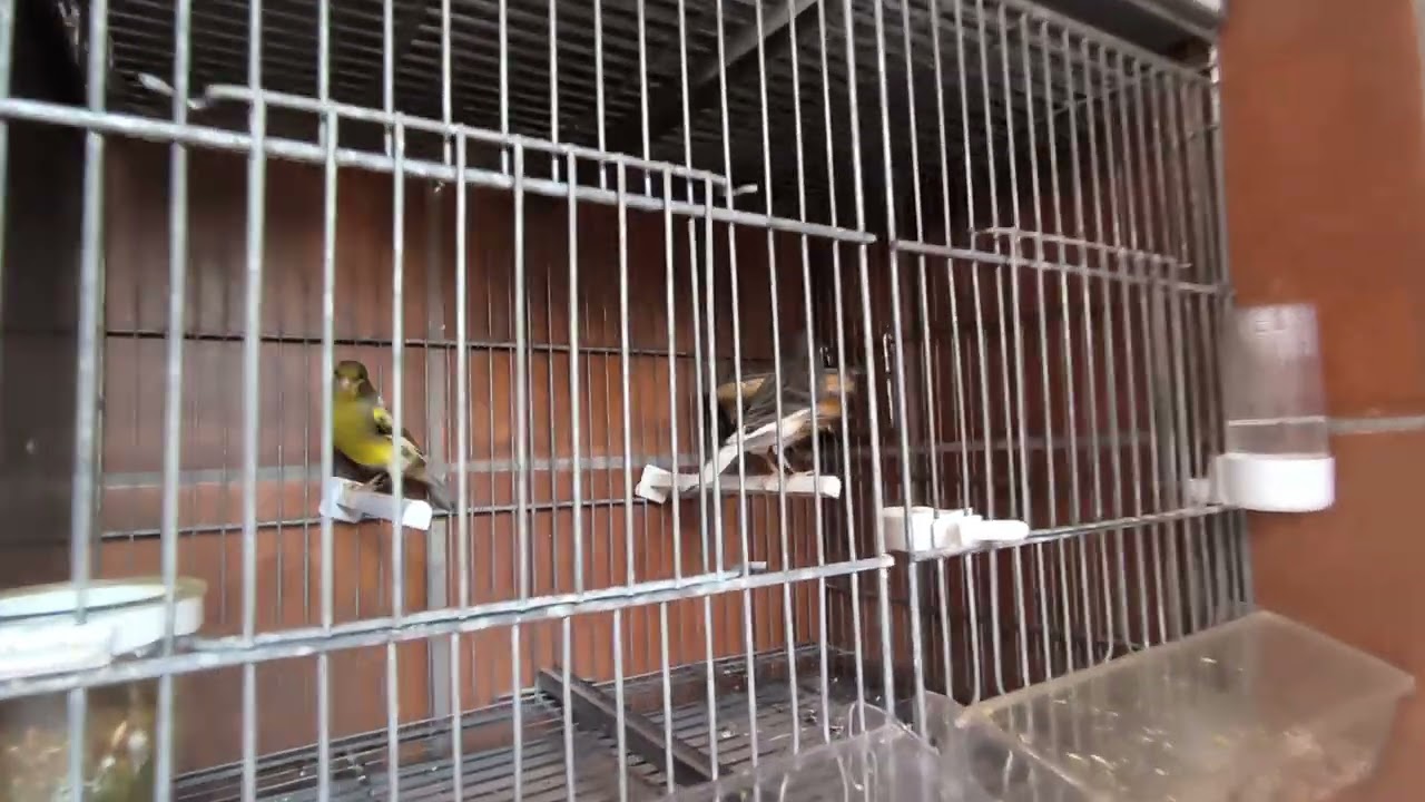 TIMBRADO ESPAÑOL ORIGINAL CRIA 2026