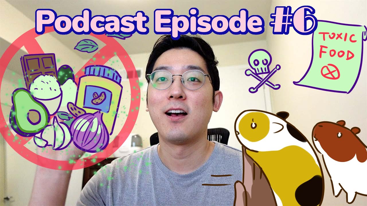 Toxic Foods Guinea Pigs Should NOT Eat! GuineaDad Podcast Ep. 6 YouTube