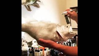 Time lapse painting a Largemouth Bass replica