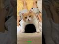 Intento fallido de escapar de los gatos #shorts