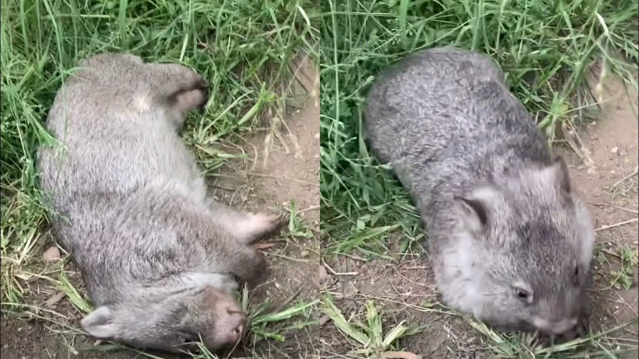 Funniest and Cutest Wild Animal That You Need To Know | Funniest ...