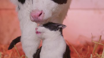 『劇場版 岩合光昭の世界ネコ歩き あるがままに、水と大地のネコ家族』予告