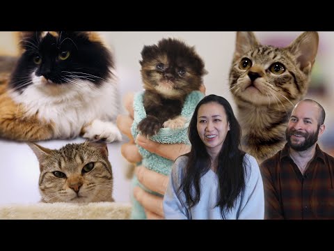 Videó: Menedék macskák a New York-i Feline Art kiállítás Limelight-ban