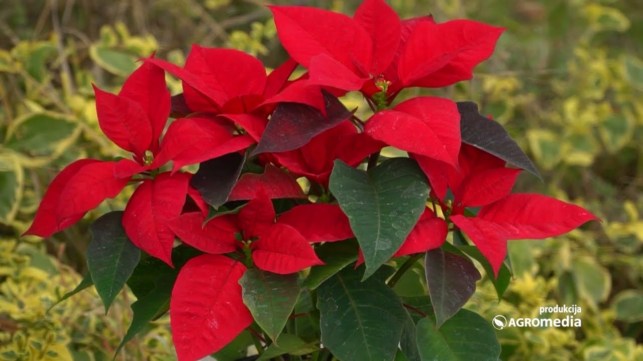 Sve što NISTE ZNALI o GAJENJU i Negovanju Božićne Zvezde