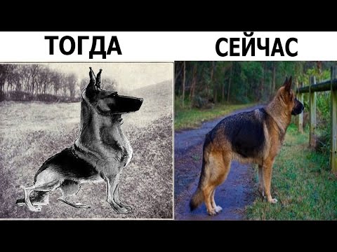 10 ПОРОД СОБАК - 100 ЛЕТ НАЗАД И СЕЙЧАС 😱😱😱