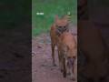 You Won’t Believe How Smart These Wild Hunters Are ! #wildlife #animals #shorts