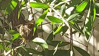 proud mama hummingbird bird