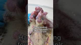Hand feeding baby cockatiels 10 days old with formula #birds
