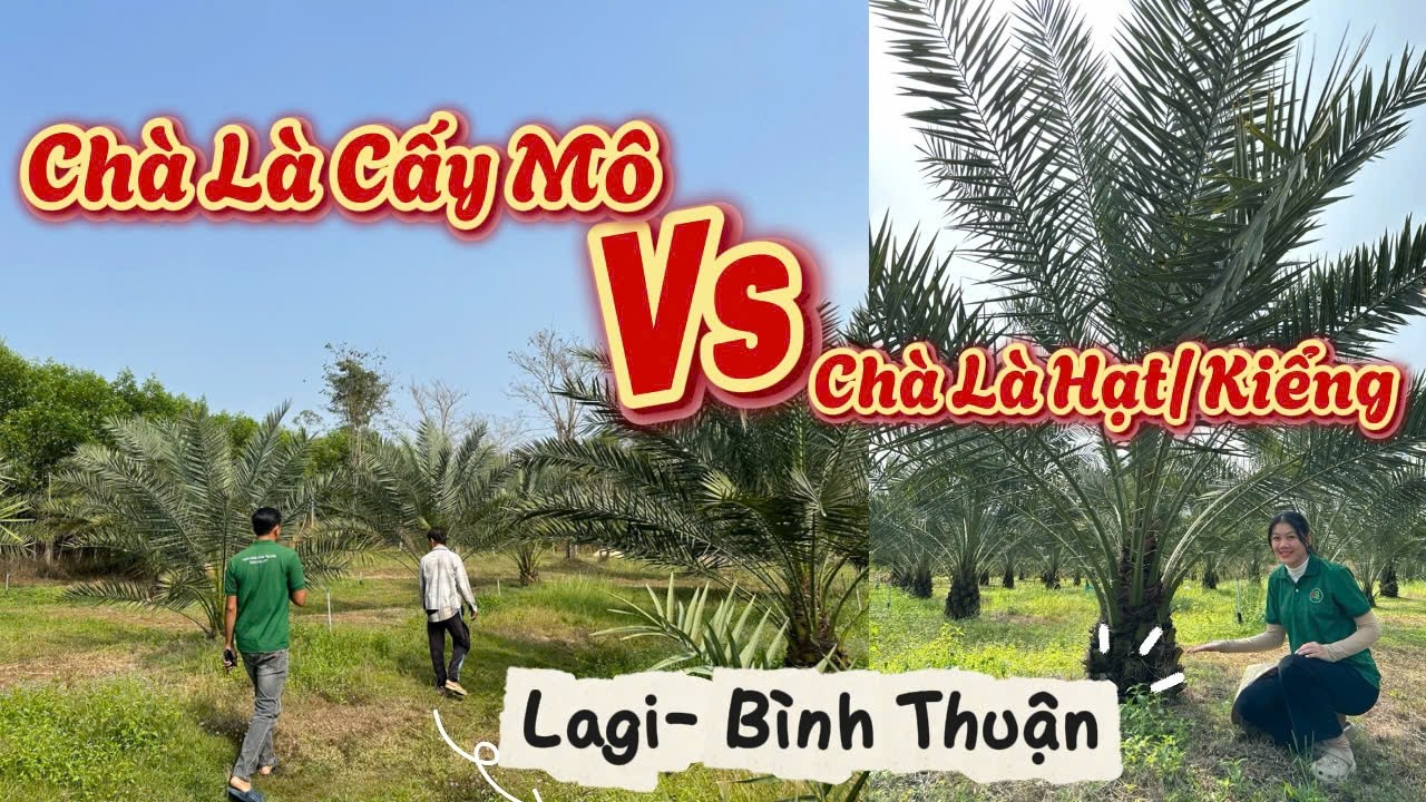 SO SÁNH CHÀ LÀ MÔ VỚI CÂY ƯƠM HẠT- VƯỜN TẠI LAGI BÌNH THUẬN| Thủy Khai Nguyên