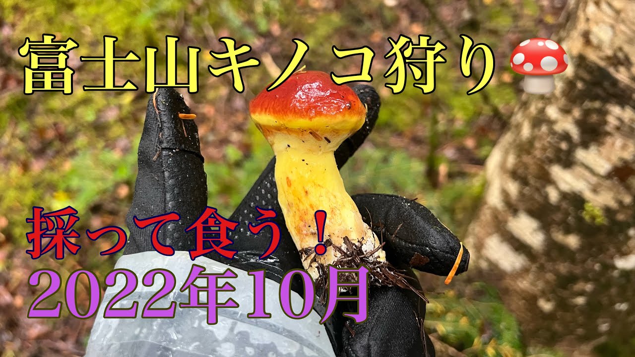 富士山キノコ狩り！2022年採って食う！