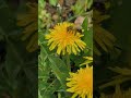 🐝🌻🍯