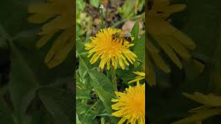 🐝🌻🍯