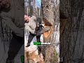 This Is How You Cut a Tree Without Destroying Houses 🌳🪓🏠