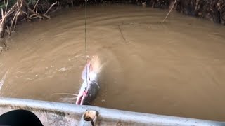 Download Lagu Amukan pemangsa kembali.... MP3 Download Lagu Amukan pemangsa kembali.... MP3