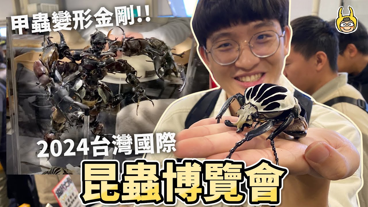 昆蟲博覽會參展！甲蟲打造的變形金剛，尊爵高貴的大角花金龜！