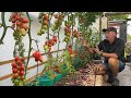 The gardening week | the autumn replanting planting begins early