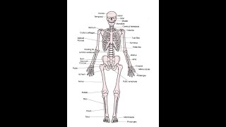 Nama-nama latin tulang manusia