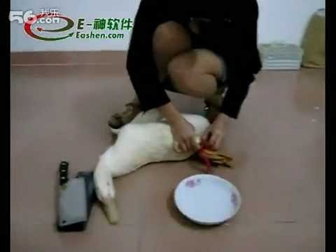 women slaughter chicken 2