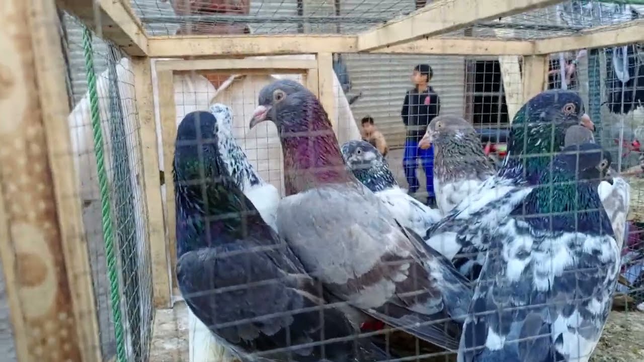 دوستوں کو بچوں کا اور لال انک والے وائٹ سب مکس فلیور کا شوق کرواتے ہیں اج