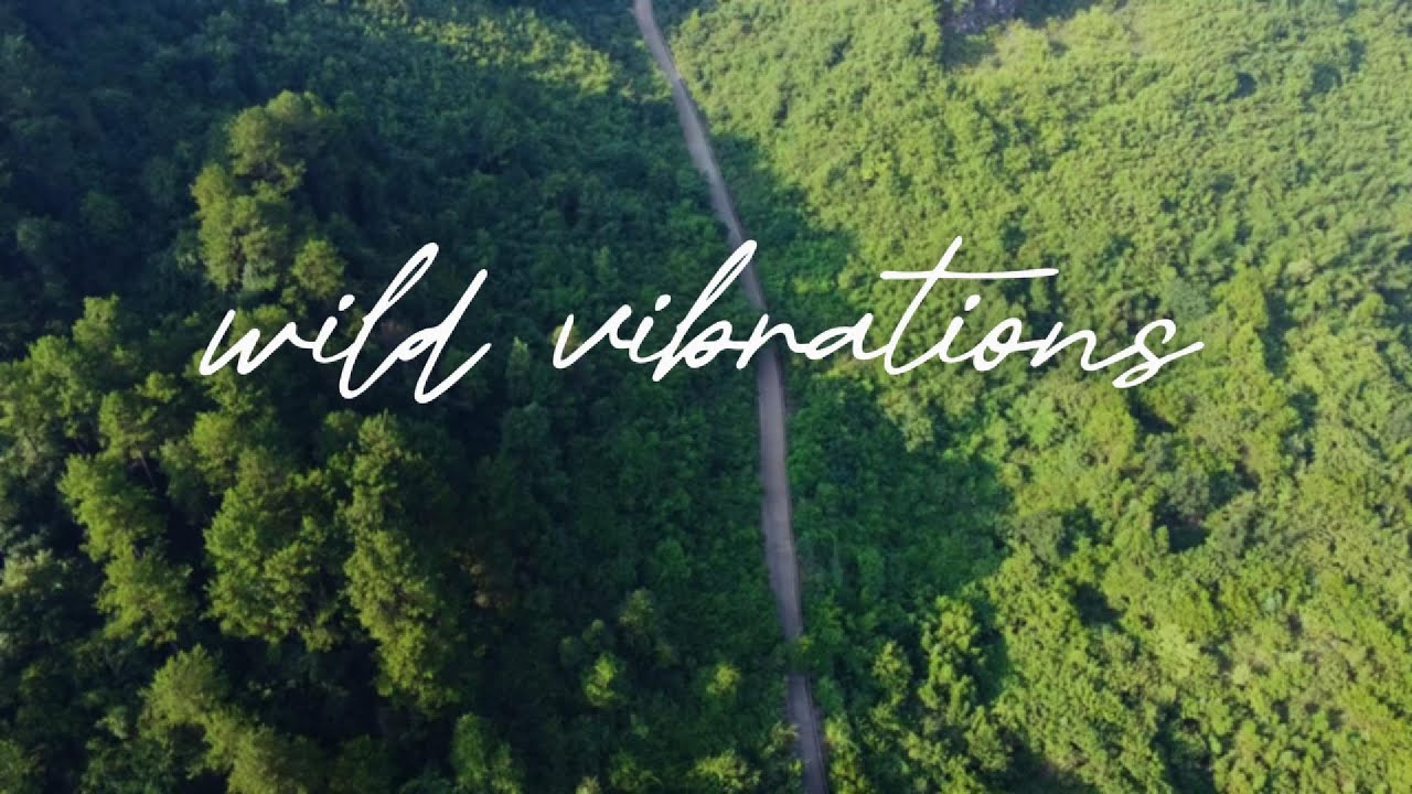 wild vibrations🌍✨ | Rhythmic Music & Dynamic Landscapes