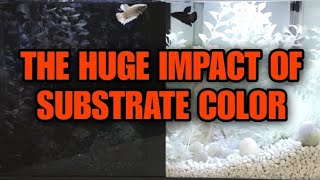 WHY SUBSTRATE COLOR MATTERS! How Color Impact Your Aquarium Ecology. Fish & Shrimp Vision & Behavior
