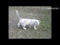 AMERICAN CURL SHORT HAIR CAT'S#Si curLy 😍 #sicumi2&friends😘#curL#cat's