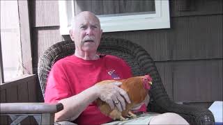 An Interview Lou Horton & Buff Wyandotte Bantams