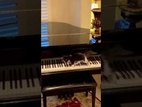 Musician the Cat!! 🎶🎵 Funny cats shorts and videos #cat #shorts #vlog  #catlover