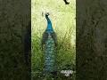 Most Beautiful Peacock Its Sound Birds Peacocksound Viral