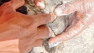 How To Remove Ticks/Fleas From A Poor Dog| Help Poor Dog. by KITTY VET 1,562 views 1 year ago 3 minutes, 4 seconds