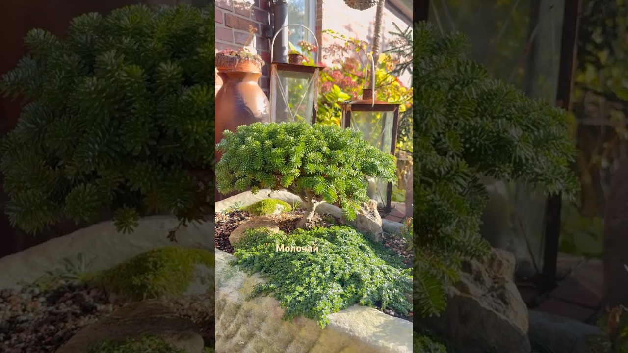 Мой контейнерный садик 🌿 