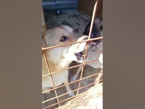 Хорошие собачки кушают #собака #dog #животные #cats #кот #cat #dogs ...