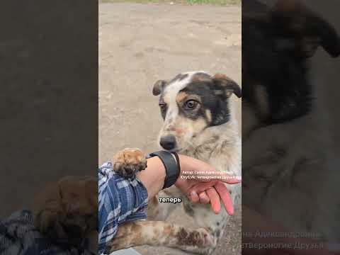 Выбросили на трассу трехцветную необычную собаку. Она очень ищет дом. читайте комментарии.