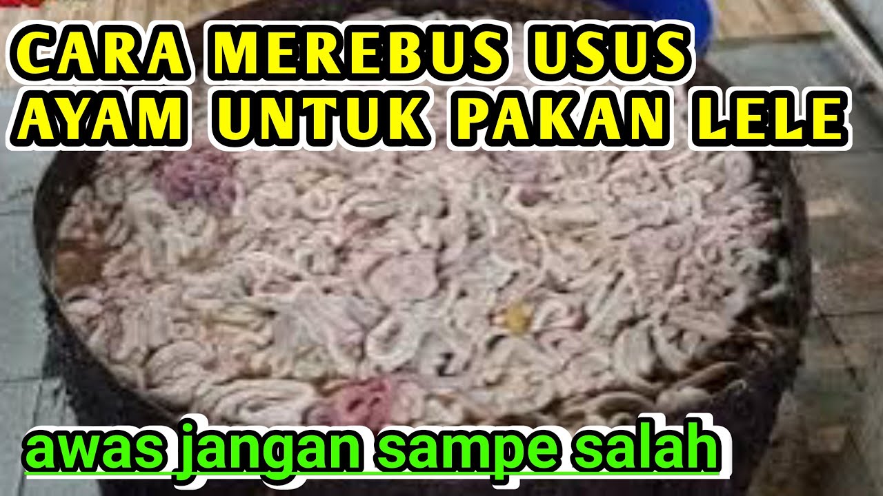 Cara Mengolah USUS AYAM Untuk PAKAN LELE Yang Benar ‎@masbro281 