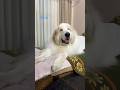 Alain アラン #greatpyrenees #todaysrunrun #グレートピレニーズ #今日のルンルン