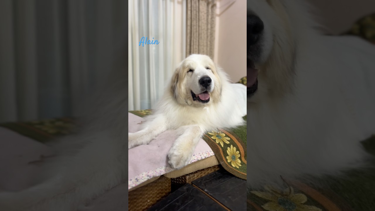 Alain アラン #greatpyrenees #todaysrunrun #グレートピレニーズ #今日のルンルン