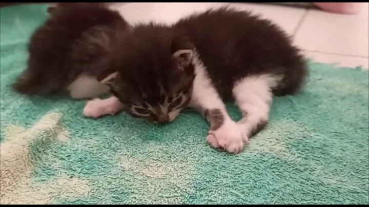 Video 8999051: american shorthair, gato american