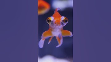 The Truth About Goldfish Memory