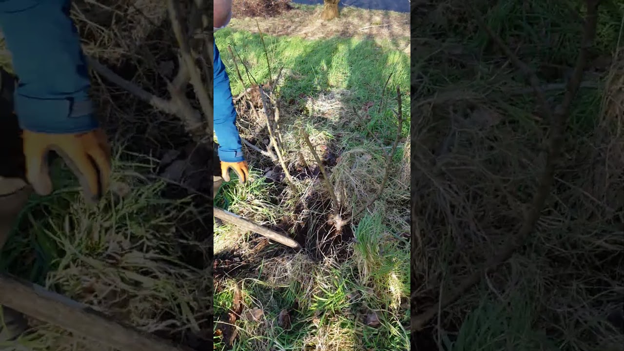 Apple tree cuttings root growth in one year! Just cut off tree and spike in ground 