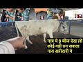      cow purchase timegay kharidne se pahle