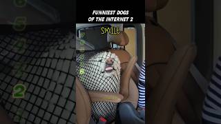 FUNNIEST Dogs on the Internet (Part 2) FUNNIEST Dogs on the Internet (Part 2)